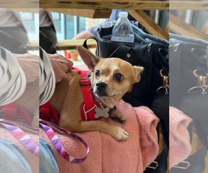 Chiquita - Female Chihuahua-Unknown Mix Dog for Adoption - Photo #3