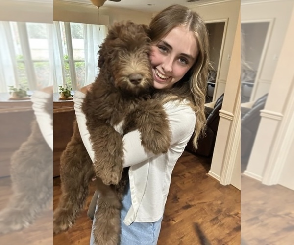 Medium Photo #1 Aussiedoodle-Labradoodle Mix Puppy For Sale in DAPHNE, AL, USA