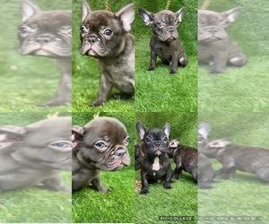 French Bulldog Puppy for sale in SOUTH GATE, CA, USA