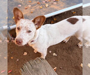 Chucky - Male Mutt Dog for Adoption - Photo #3