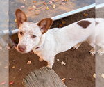 Small Photo #3 Mutt Puppy For Sale in Canton, CT, USA