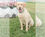 Small Photo #1 Labrador Retriever Puppy For Sale in SMITHSBURG, MD, USA