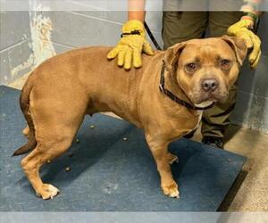 Mutt Dogs for adoption in Woodland, CA, USA