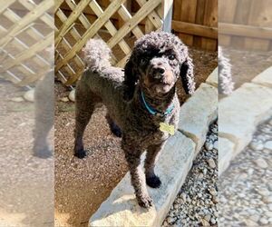 Poodle (Miniature) Dogs for adoption in San Antonio, TX, USA