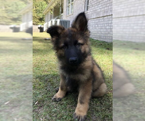 Medium Photo #3 German Shepherd Dog Puppy For Sale in Rocky Point, NC, USA