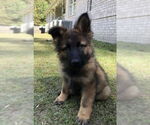 Small #2 German Shepherd Dog