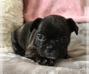 French Bulldog Puppy for sale in CHARLESTON, SC, USA