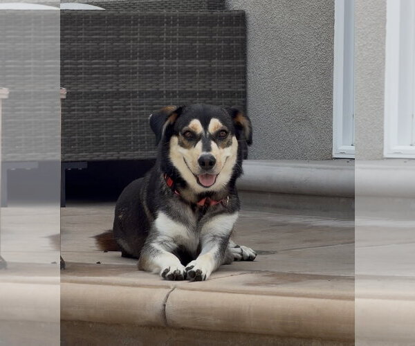 Medium Photo #3 Mutt Puppy For Sale in San Diego, CA, USA