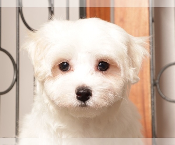 Medium Photo #2 Maltese Puppy For Sale in NAPLES, FL, USA