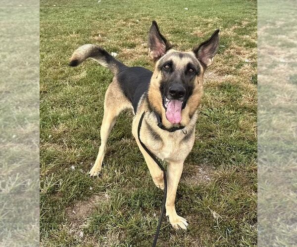 Medium Photo #1 German Shepherd Dog Puppy For Sale in Evansville, IN, USA