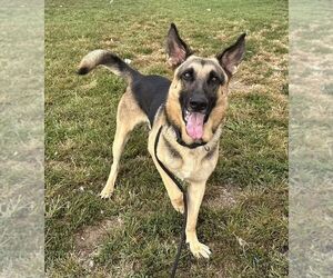 German Shepherd Dog Dogs for adoption in Evansville, IN, USA