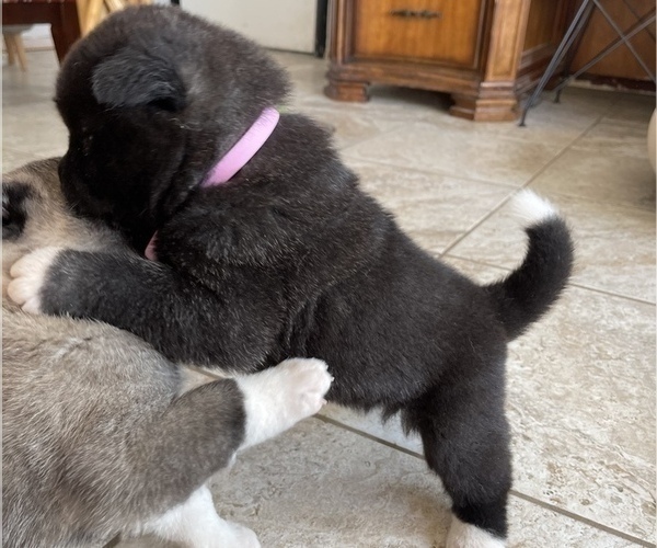 Medium Photo #8 Akita Puppy For Sale in ONTARIO, OR, USA
