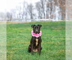 Small Photo #6 Labrador Retriever-Retriever  Mix Puppy For Sale in Unionville, PA, USA