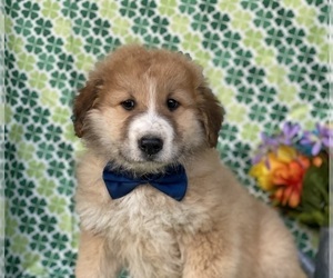 Border Collie-Maremma Sheepdog Mix Puppy for sale in LANCASTER, PA, USA