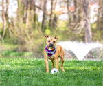 Small #3 Mutt