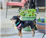Small #2 Affenpinscher Mix