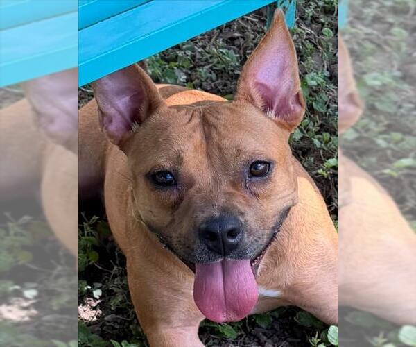 Medium Photo #2 Black Mouth Cur-Unknown Mix Puppy For Sale in Texas City, TX, USA