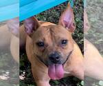 Small #1 Black Mouth Cur Mix