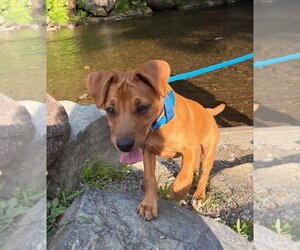 Mutt Dogs for adoption in Candler, NC, USA