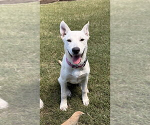 Great Pyrenees-Unknown Mix Dogs for adoption in Boston, MA, USA