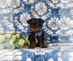 YorkiePoo Puppy for sale in OXFORD, PA, USA