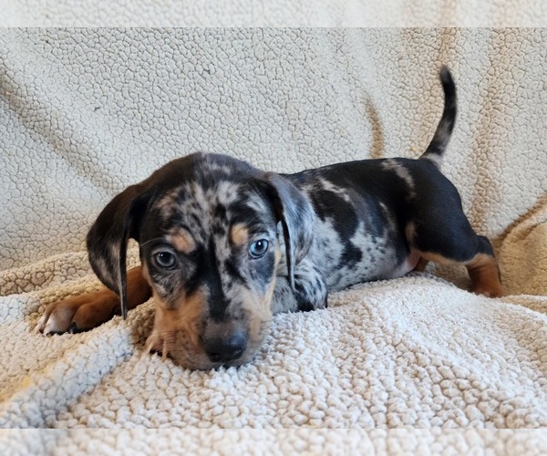 Medium Photo #4 Catahoula Leopard Dog Puppy For Sale in CUMBY, TX, USA
