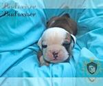 Small Photo #11 Olde English Bulldogge Puppy For Sale in WRIGHT CITY, MO, USA