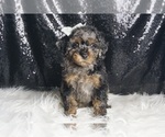 Puppy Crumpet AKC Poodle (Toy)