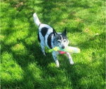 Small #1 Jack Russell Terrier Mix