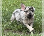 Small Photo #24 French Bulldog Puppy For Sale in LAKE WALES, FL, USA