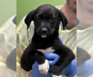 Labrador Retriever-Unknown Mix Dogs for adoption in Elmsford, NY, USA