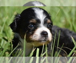 Image preview for Ad Listing. Nickname: Dilly