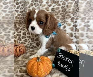 Cavalier King Charles Spaniel Puppy for Sale in ABILENE, Texas USA