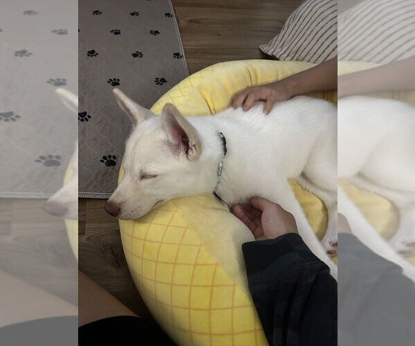 Medium Photo #4 Huskies -Unknown Mix Puppy For Sale in Plymouth, MN, USA