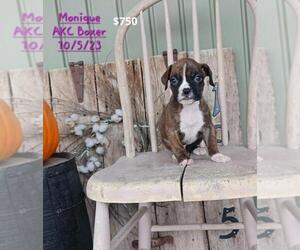 Boxer Puppy for Sale in TOPEKA, Indiana USA
