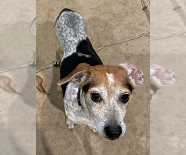 Medium Photo #5 Beagle-Unknown Mix Puppy For Sale in Dunnellon, FL, USA