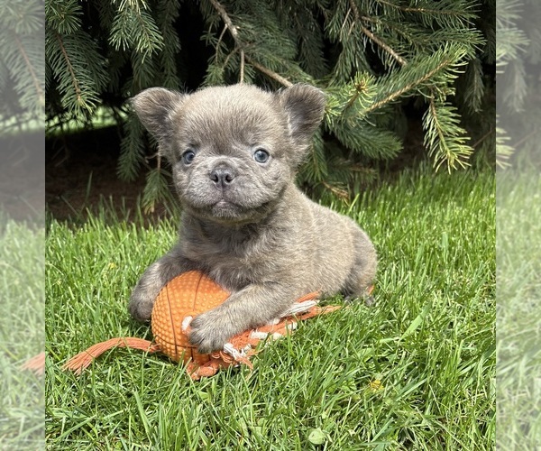 Medium Photo #2 French Bulldog Puppy For Sale in MIDDLEBURY, IN, USA