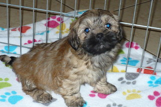 Lhasa Apso Puppy for sale in TUCSON, AZ, USA