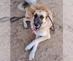 Small #2 Anatolian Shepherd-German Shepherd Dog Mix