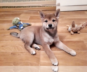 Shiba Inu Puppy for sale in NEW YORK, NY, USA