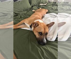 Mutt Dogs for adoption in Burbank, CA, USA