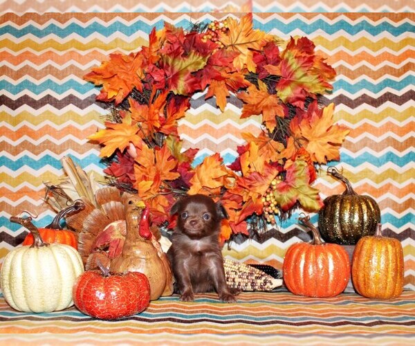 Medium Photo #2 Chihuahua Puppy For Sale in CHARLESTON, AR, USA