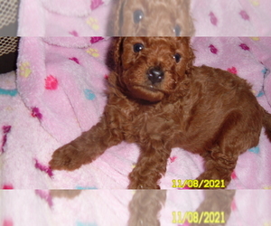 Poodle (Toy) Puppy for sale in DULUTH, GA, USA