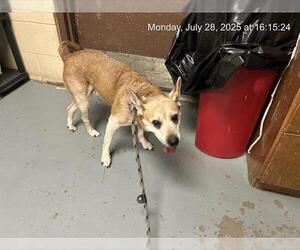 Chihuahua-Unknown Mix Dogs for adoption in Ocala, FL, USA