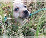 Small Photo #12 Australian Cattle Dog Puppy For Sale in WILLIAMSBURG, CO, USA