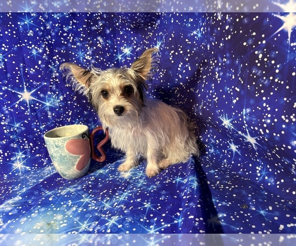 Medium Photo #5 Yorkshire Terrier Puppy For Sale in CAULFIELD, MO, USA