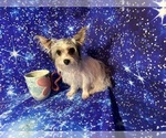 Small #4 Yorkshire Terrier