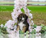 Puppy Hickory Bordoodle