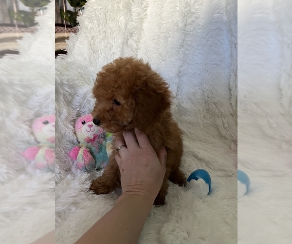 Medium Photo #1 Poodle (Miniature) Puppy For Sale in LOWELL, MA, USA
