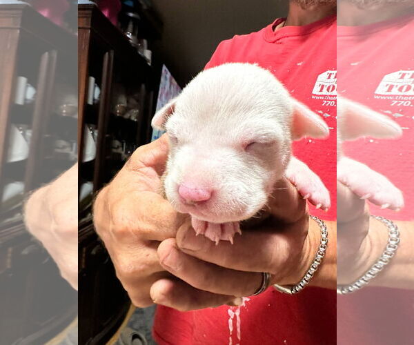 Medium Photo #1 American Pit Bull Terrier-Unknown Mix Puppy For Sale in Berlin, MD, USA
